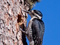 IMG 2136c  Black-backed Woodpecker (Picoides arcticus) - female at nest